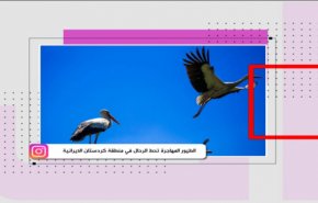 التواصل ـ الطيور المهاجرة تحط الرحال في منطقة كردستان الايرانية