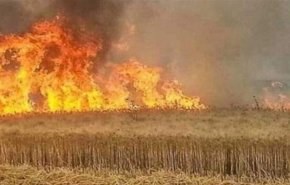 بعثيون ودواعش أحرقوا المحاصيل الزراعية للمساومة