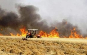 العراق.. احصائية تكشف 80 %من حرائق الحنطة بديالي مفتعلة
