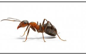 4 وسائل طبيعية للتخلص من النمل في المنزل