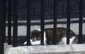 لَری، گربه موشگیر اعظم انگلیس، ترامپ را در لندن به دردسر انداخت + تصاویر