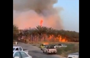 بالفيديو.. حريق مروع يجتاح أشجار النخيل في السعودية