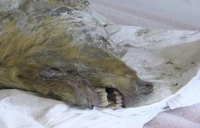 العثور على رأس ذئب عمرها 40 ألف عام