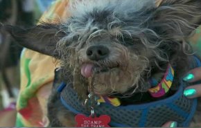 'سكامب ترامب' يفوز بجائزة أقبح كلب في العالم