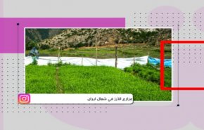 مزارع الأرز في شمال ايران