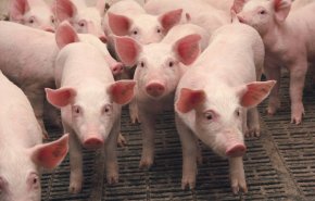 الإمارات تستهلك 540 طنا من لحوم الخنزير خلال عام