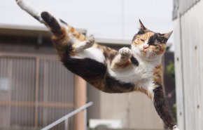 بالفيديو والصور.. ’الكونغ فو قطط’ يثير غضب محبي الحيوانات عبر الإنترنت