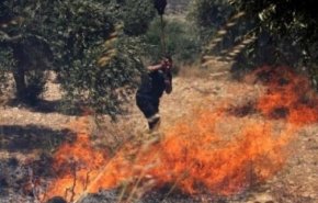 مستوطنون يحرقون مئات أشجار الزيتون في بورين جنوب نابلس