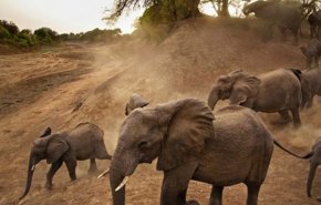 بالفيديو.. فيل غاضب يطارد السياح بالهند