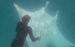بالفيديو: 'شيطان البحر' يطلب المساعدة من البشر!