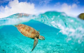 العثور على سلحفاة نادرة برأسين... وهذا ما يميزها عن كل من يشبهها + صور