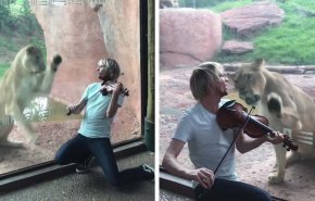 بالفيديو: رد فعل مفاجئ لأنثى أسد لم يعجبها عزف أحد الزوار على الكمان