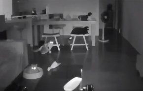 بالفيديو.. قطط تتنبأ بزلزال وتشعر به قبل وقوعه بثوان