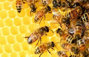 علاج بديل ناجع بالنوم مع النحل!