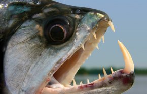 هل شاهدت من قبل كيف يلتهم سمك البيرانا الطعم؟