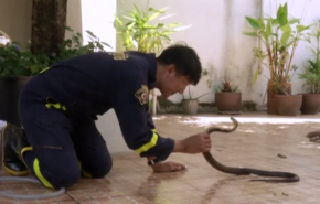 بالفيديو.. رجال الاطفاء يتحولون لصائدي الافاعي في تايلاند