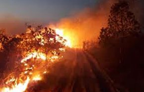 ارتش برزیل برای مهار بحران آتش سوزی جنگل های آمازون وارد عمل شد