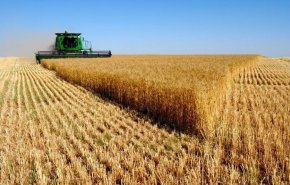 مشتریات ایران من القمح المحلي تتخطى 7.5 مليون طن