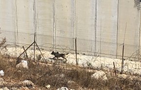 ارسال سگ حامل دوربین به مرزهای لبنان توسط اسرائیل