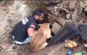 مشهد مؤثر لكلبة تحاول انقاذ صغارها بعد انهيار منزل فوقهم