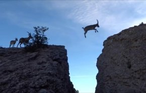 بالفيديو: لقطات لاتصدق لماعز جبلي تهرب من ثعلب!
