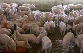 حمى الخنازير الإفريقية تصل الى اوروبا
