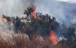 مستوطنون يحرقون أشجار زيتون في بورين
