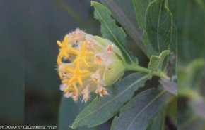 باحثون يكتشفون نبتة تحارب السمنة 