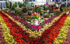 زراعة الزهور في ايران وتصديرها.. تجارة عمرها يتجاوز 80 عاما
