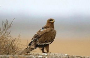 هزینه‌ رومینگ پروژه محیط زیستی موبایل عقاب‌ها در ایران رایگان شد