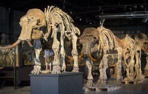 العثور على عظام حيوان عاش قبل أكثر من 140 قرنا