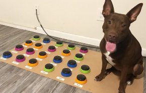 كلبة تتعلم 29 كلمة للتواصل مع مالكتها! (فيديو)