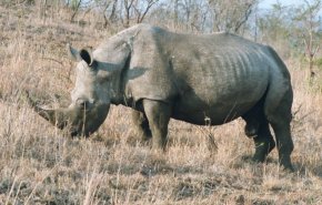 وفاة آخر أنثى وحيد قرن سومطري بالسرطان