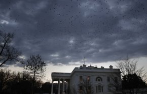 پرندگان موجب اعلام حالت فوق‌العاده در واشنگتن شدند