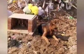 بالفيديو.. كلب وفي يأبى مغادرة قبر صاحبه في الصين 