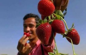 غزة تصدر الفراولة لدول الخليج الفارسي

