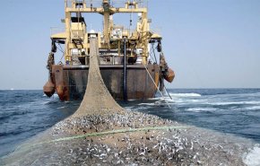 الثروة السمكية في موريتانيا كنز تغتالها تركيا!