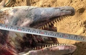 العثور على كائن بحري ضخم على إحدى السواحل المصرية