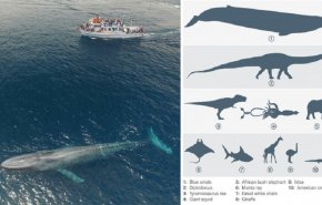 دراسة حديثة تكشف السر وراء ان الحيتان الزرقاء أكبر الحيوانات على الإطلاق