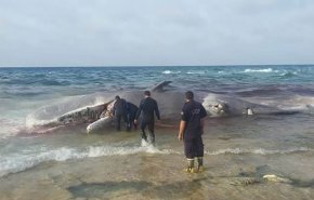 بالصور.. حقيقة موت الحوت الأزرق الذي أرعب مصر