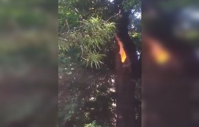 فيديو: سبحان الله... نار تخرج من شجرة ولا تحرقها! 