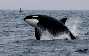 شاهد... هجرة الحيتان القاتلة بين ايطاليا وأيسلندا