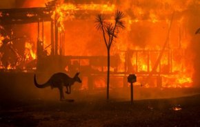 حرائق أستراليا المتواصلة تقضي على حياة أكثر من مليار حيوان