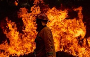 بعد 40 عاما.. 'الشجرة الخادعة' تقتل رجل إطفاء أسترالي
