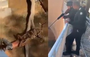 فيديو مرعب.. نمر يمزق شابا بحديقة الملز بالسعودية!