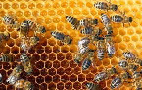 شركة تونسية تطور جهاز استشعار لزيادة مردودية العسل