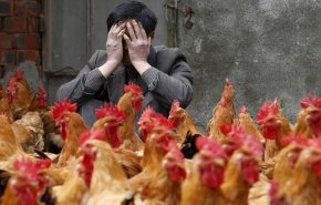 تفشي إنفلونزا الطيور القاتلة في الصين بالقرب من مركز انتشار كورونا!