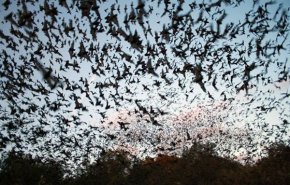 وحشت مردم استراليا از کرونا/ هجوم خفاشها به شهری در استرالیا