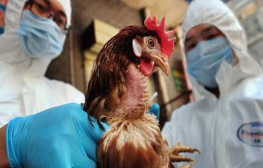 بعد كورونا..  فيروس إنفلونزا الطيور يتفشى في الصين