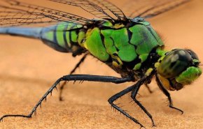 بالصور .. سحر الحشرات المذهل في الصين